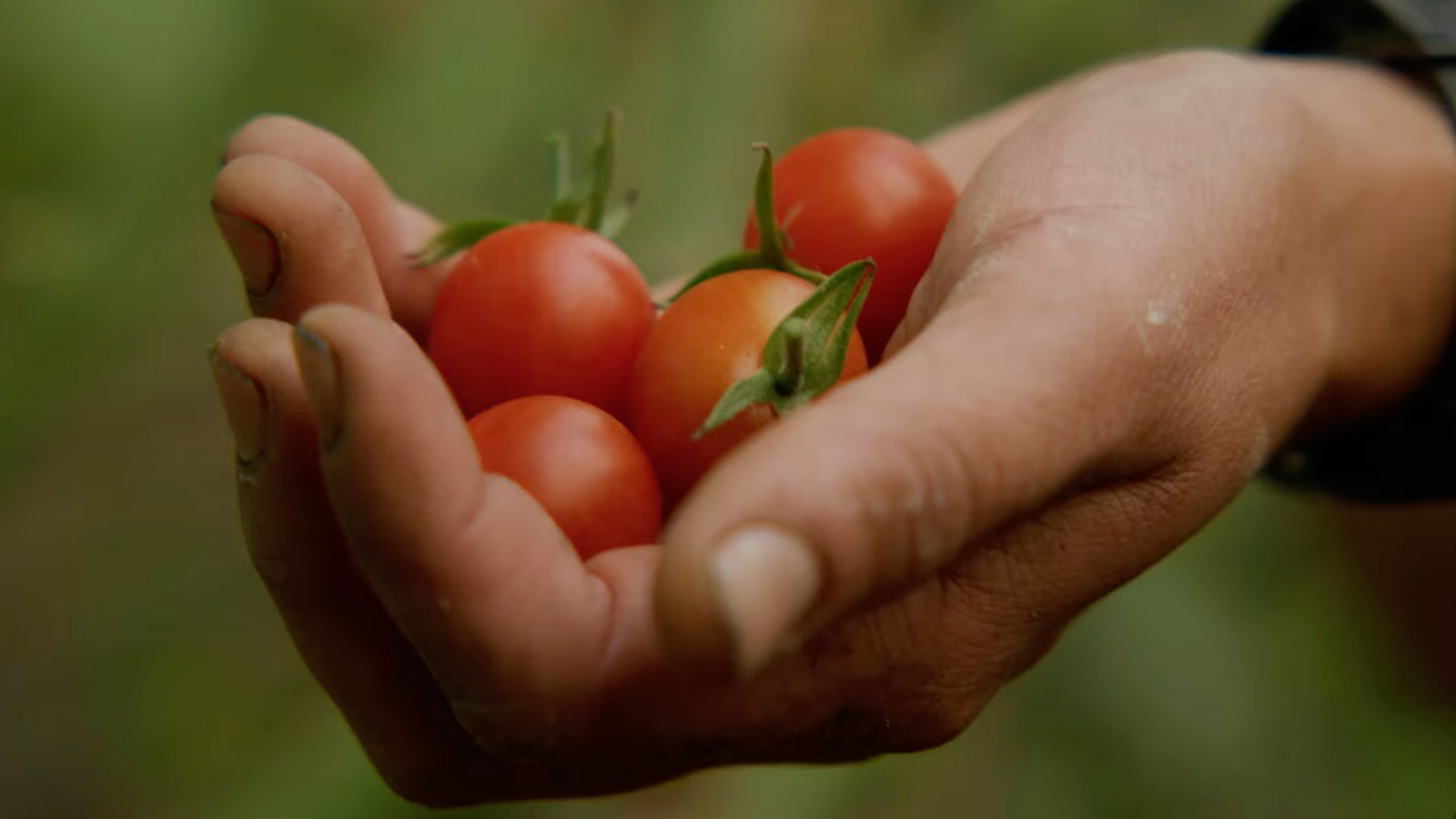 From Soil to Life - Salish Shorts features two amazing Sunshine Coast Farms; Gibson's Farm and Grounded Acres.