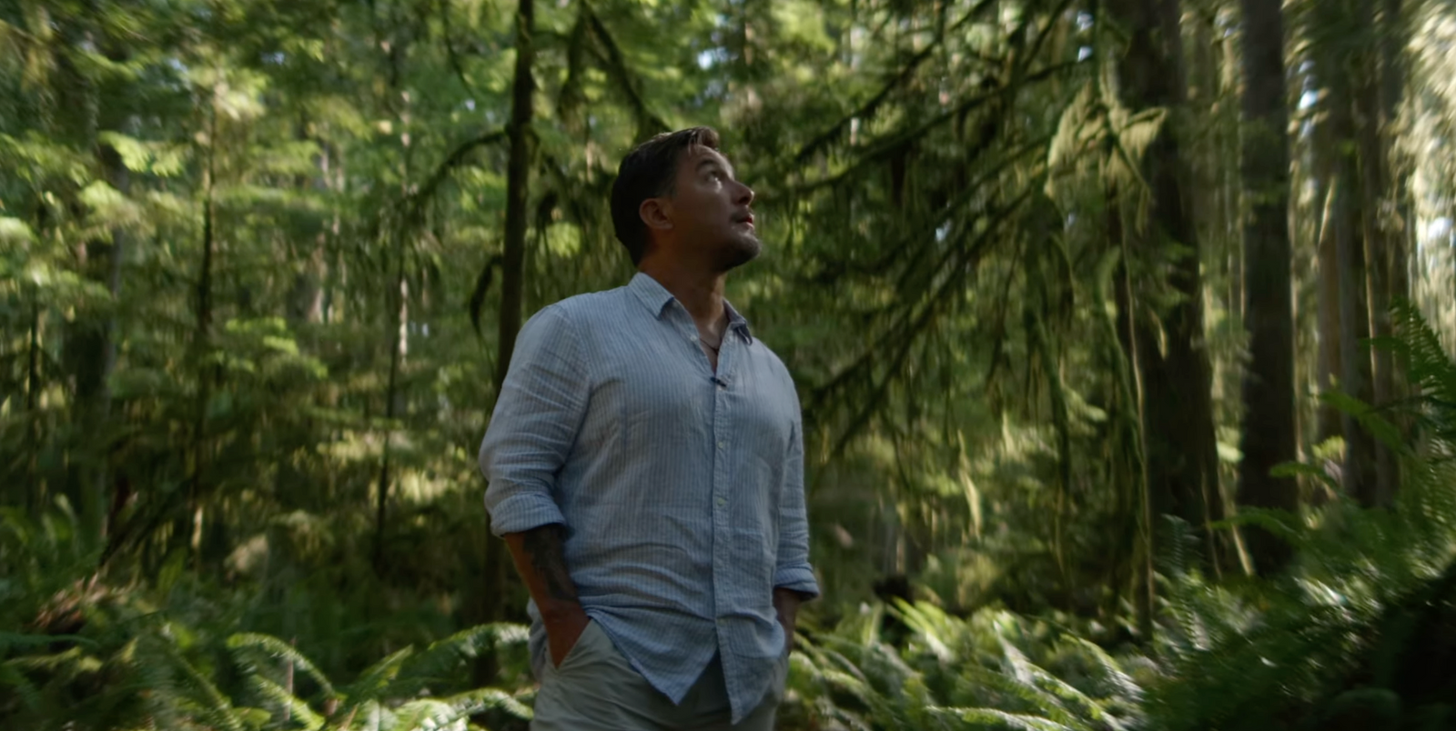 aaron joe standing in a forest, looking up at the trees on the sunshine coast